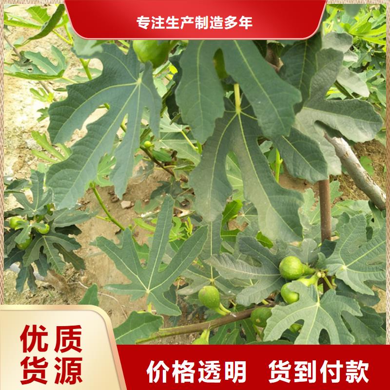 无花果梨树苗拒绝伪劣产品