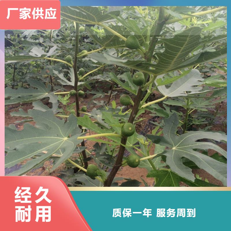 无花果桃树苗重信誉厂家