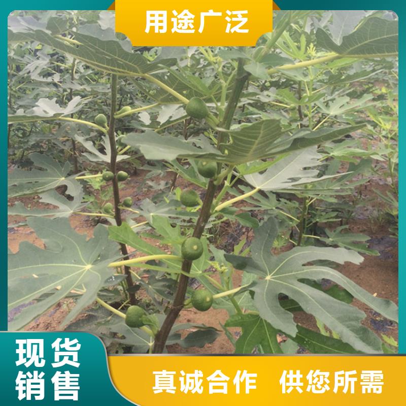 无花果苹果苗口碑好实力强