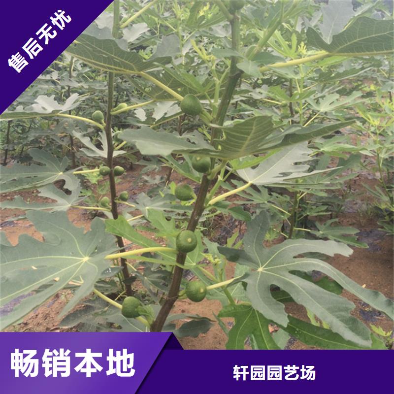 无花果樱桃苗现货充足量大优惠