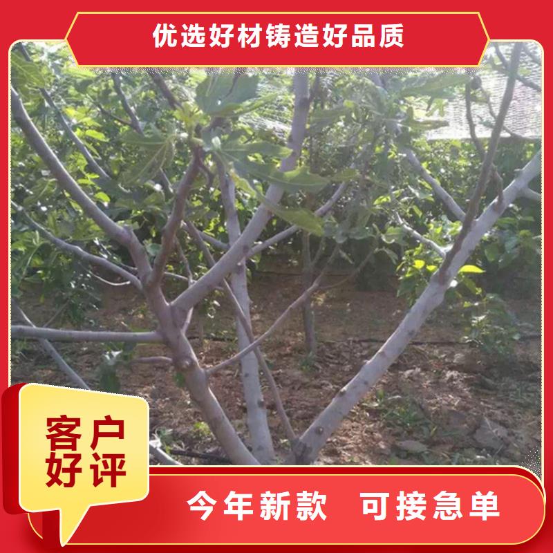 无花果桃树苗重信誉厂家