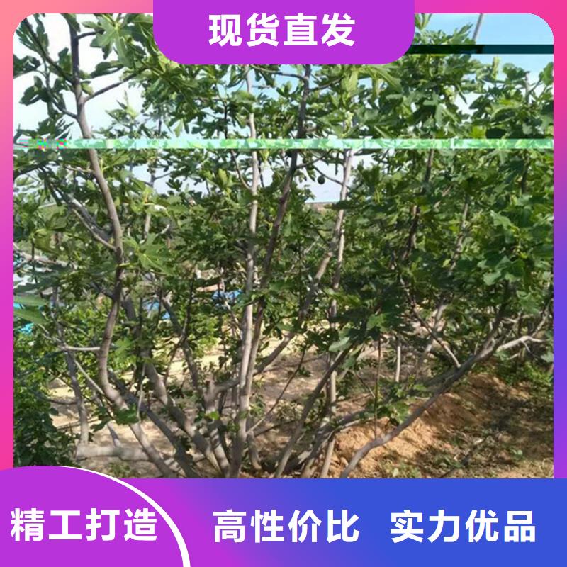 无花果梨树苗优选厂商