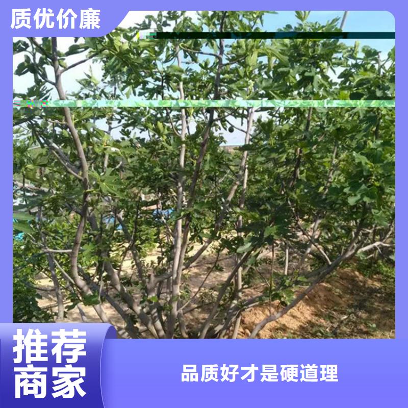 无花果梨树苗拒绝伪劣产品