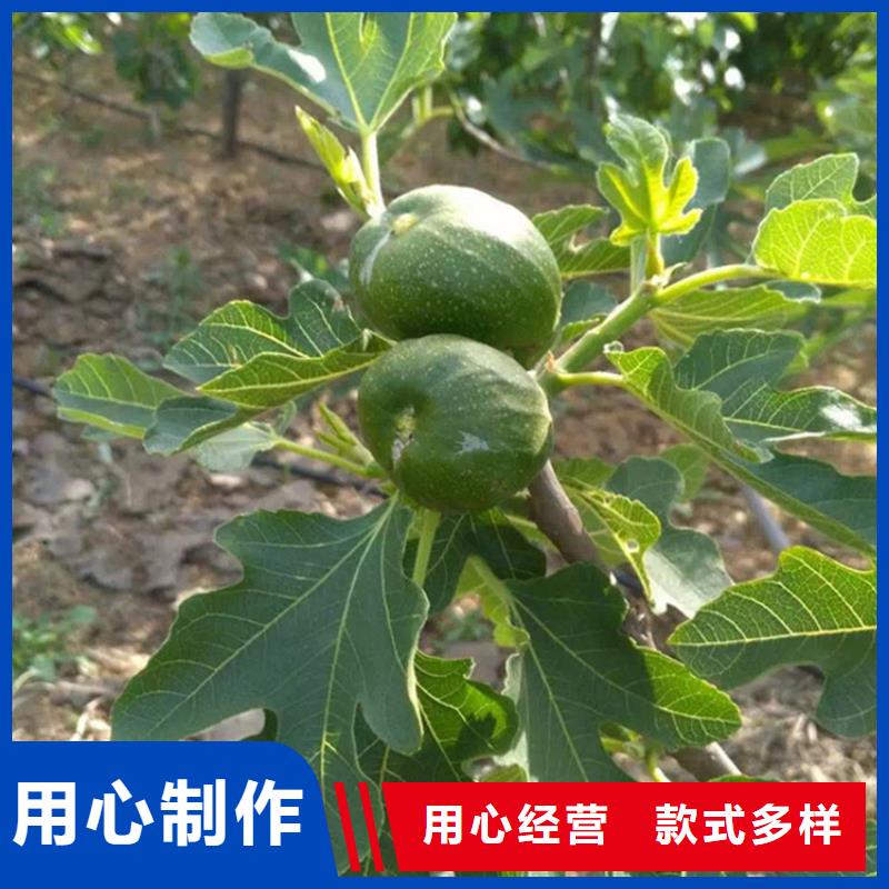 无花果无花果苗专业设计