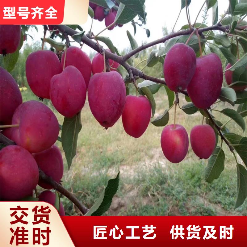 苹果无花果苗快捷物流