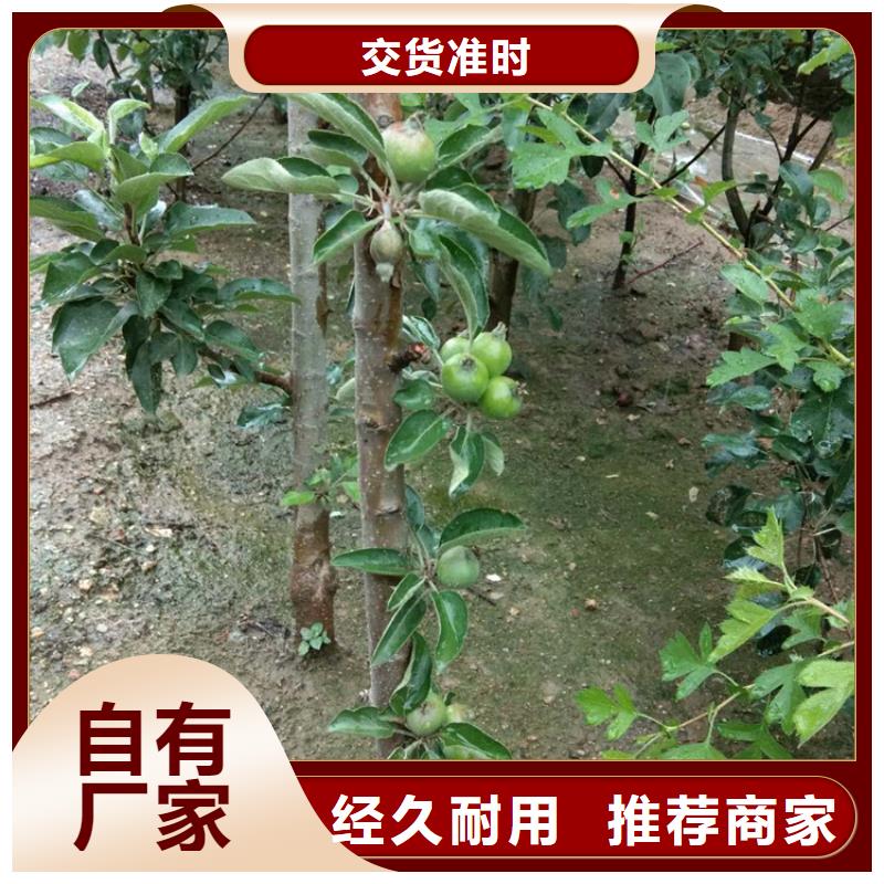 苹果桃树苗好品质售后无忧