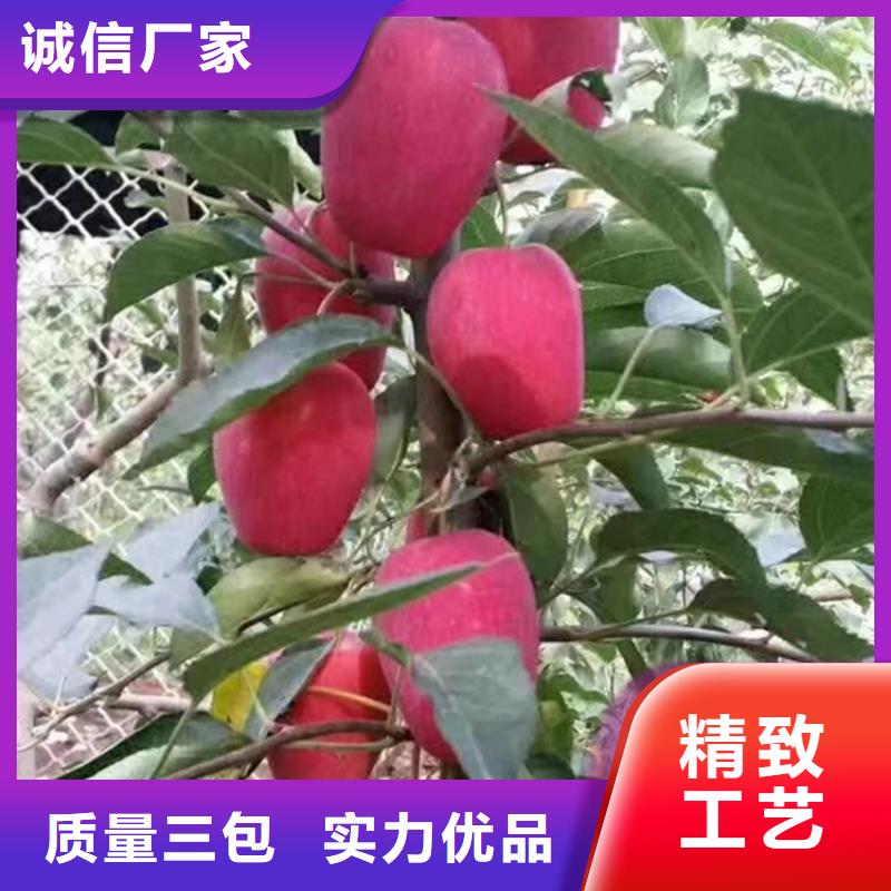 苹果草莓苗好品质选我们