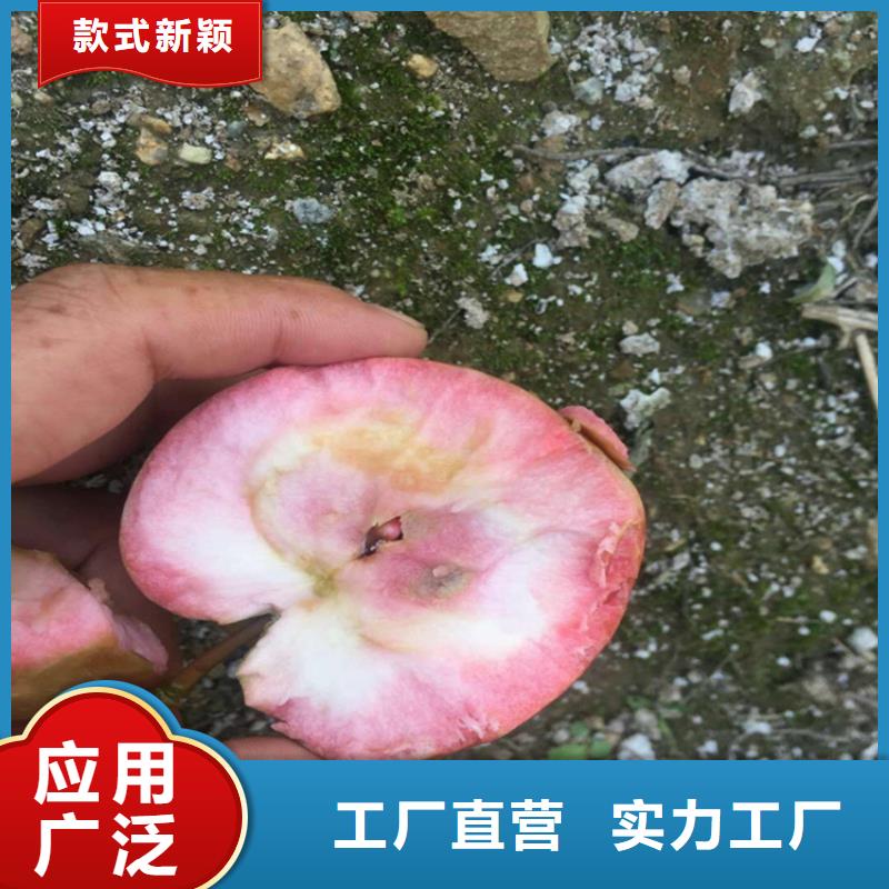 苹果_【玛瑙红石榴苗】品质保障价格合理