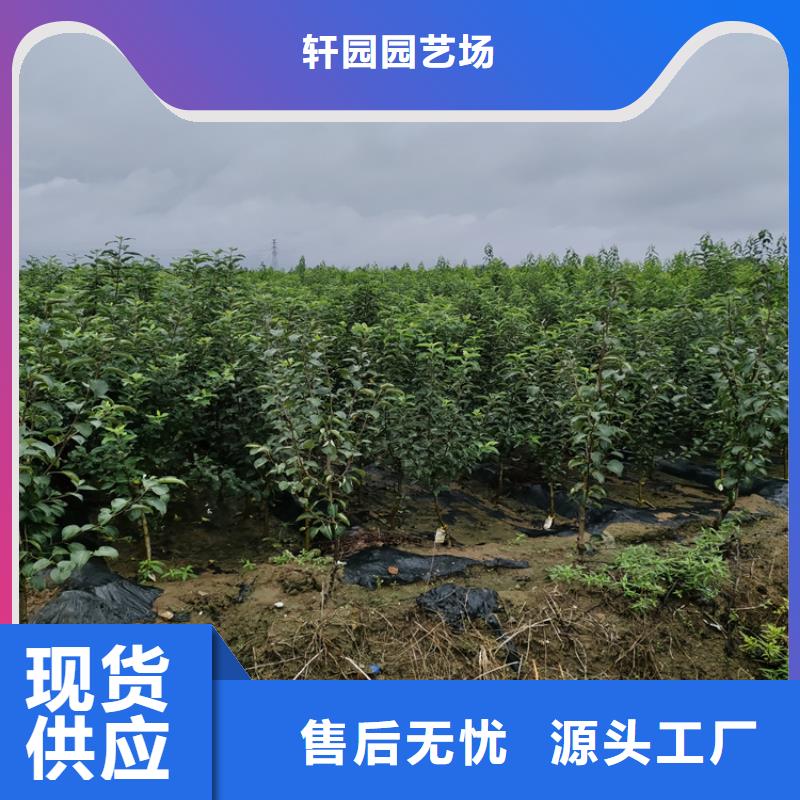 苹果桃树苗多年实力厂家