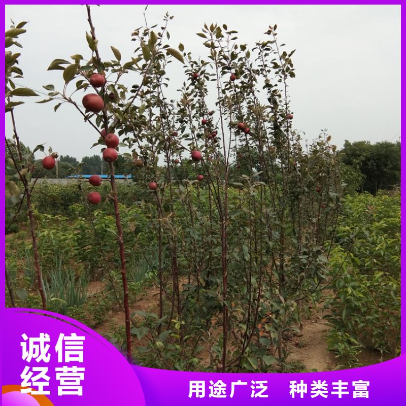 苹果杏树苗严格把关质量放心