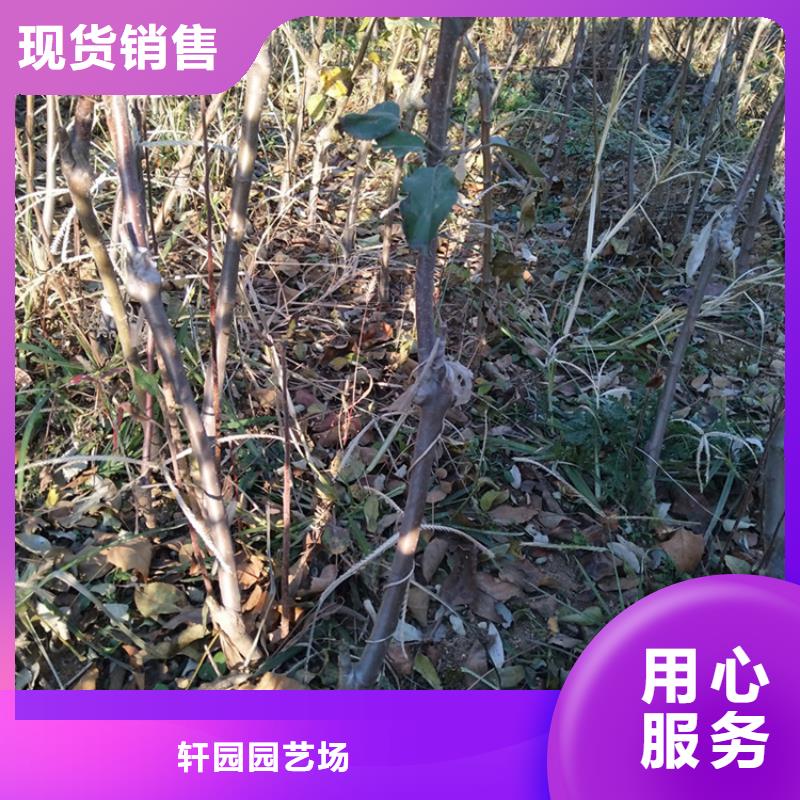 苹果樱桃苗质优价保