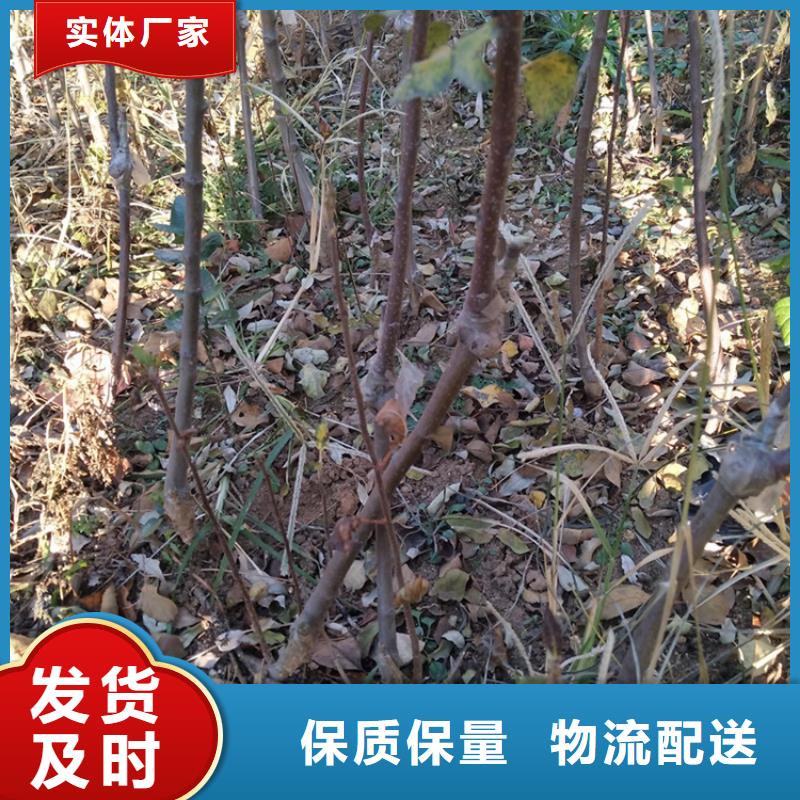 苹果【樱桃苗】实力商家供货稳定