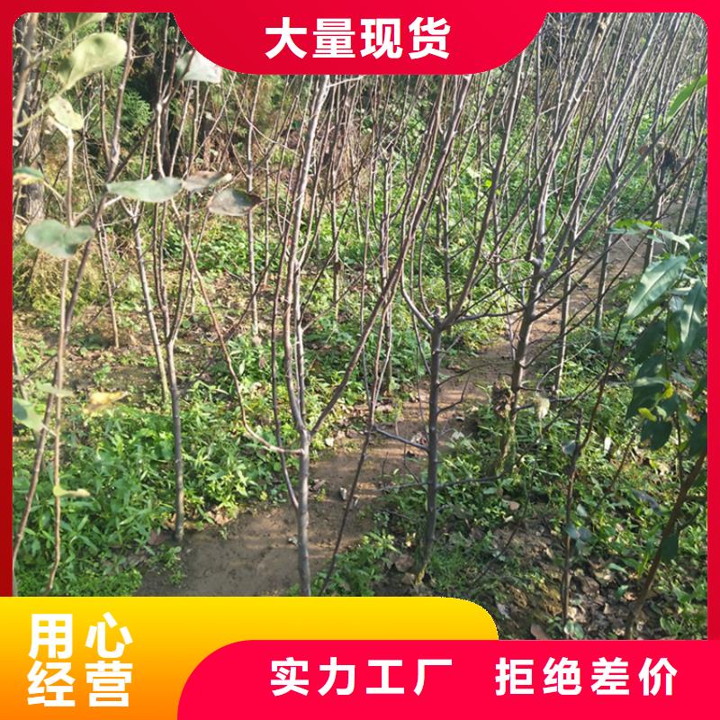 【苹果桃树苗自产自销】