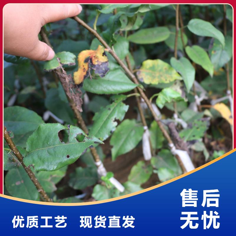 【苹果红石榴苗基地质优价保】