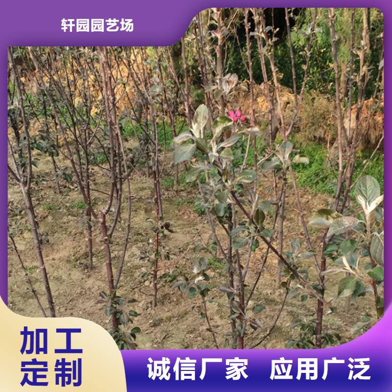 【苹果红石榴苗基地质优价保】