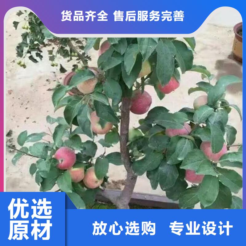 苹果【无花果苗】让利客户