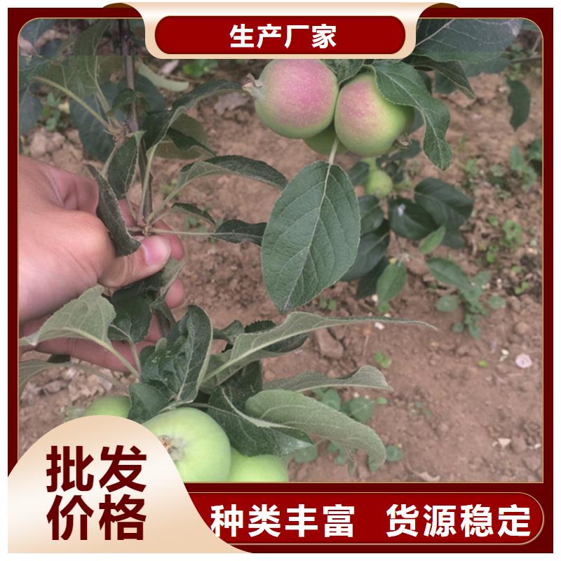 苹果杏树苗严格把关质量放心