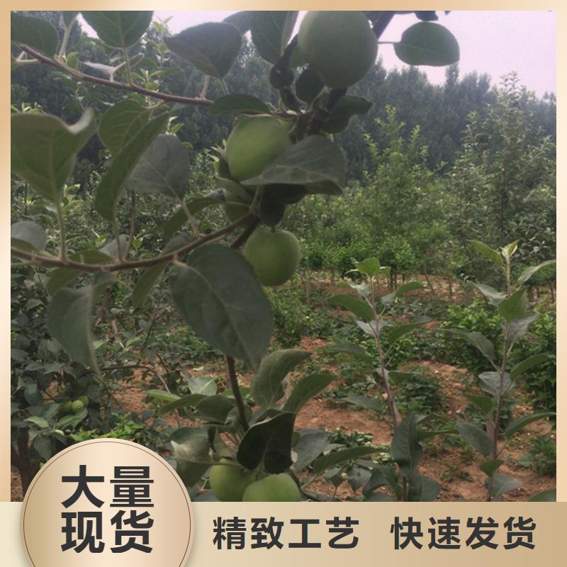 苹果-草莓苗批发价格