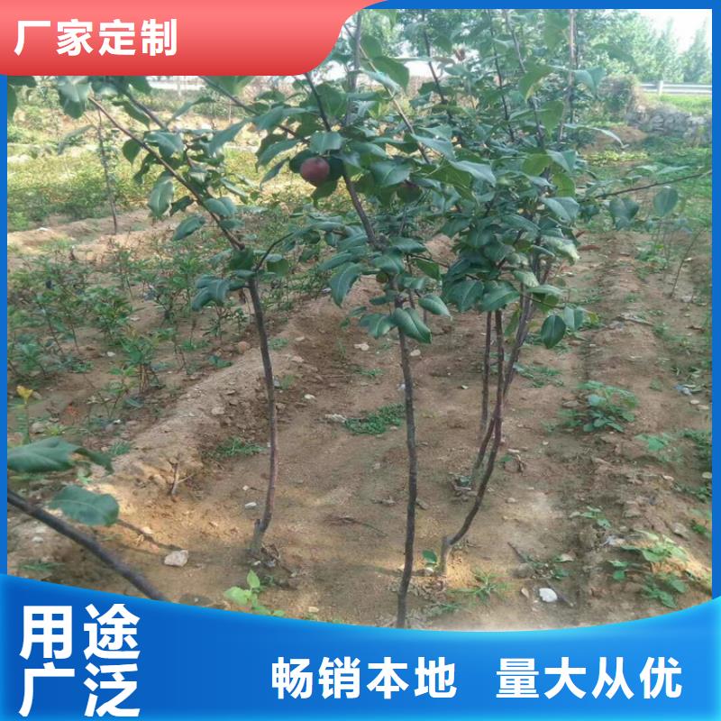 【梨树苹果苗工期短发货快】