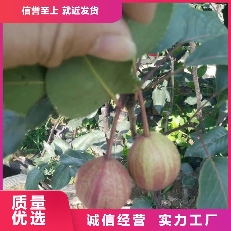 梨树,苹果苗质检合格出厂