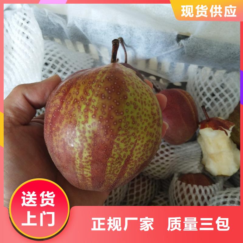 梨树石榴树专业按需定制