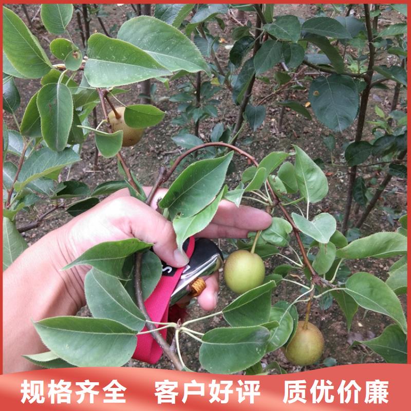 梨树,苹果苗质检合格出厂