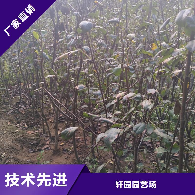 【梨树】-无花果苗供您所需