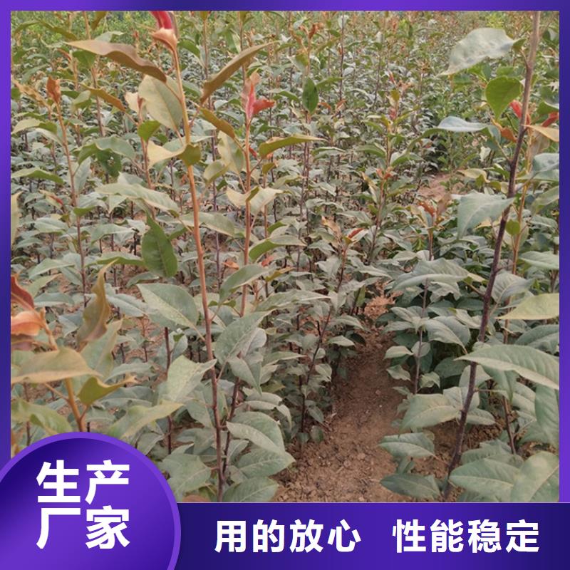 【梨树】-无花果苗供您所需