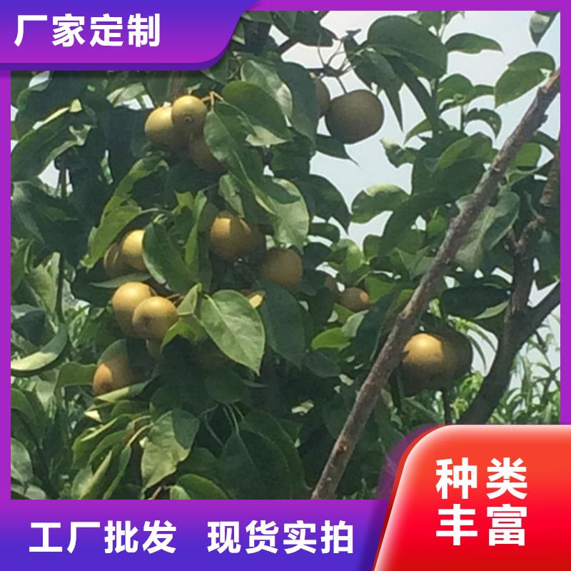 【梨树苹果苗工期短发货快】