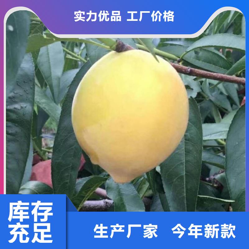 桃【樱桃苗】支持定制批发