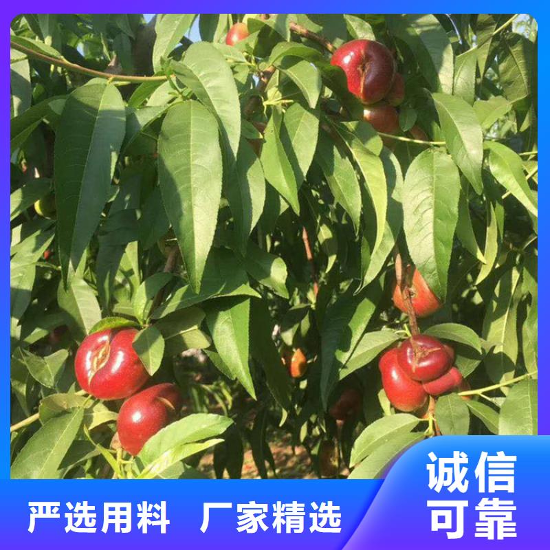 桃【石榴树】品牌企业