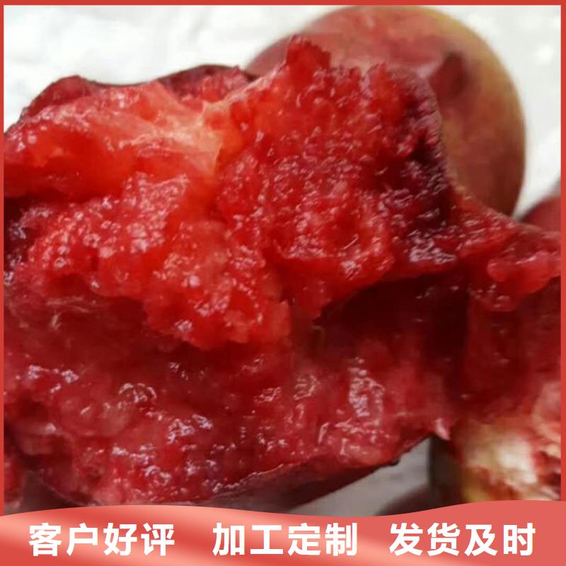 桃樱桃苗做工精细