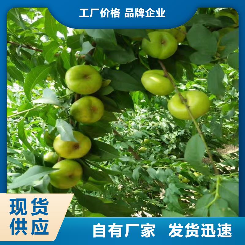 【桃】红石榴苗基地一致好评产品