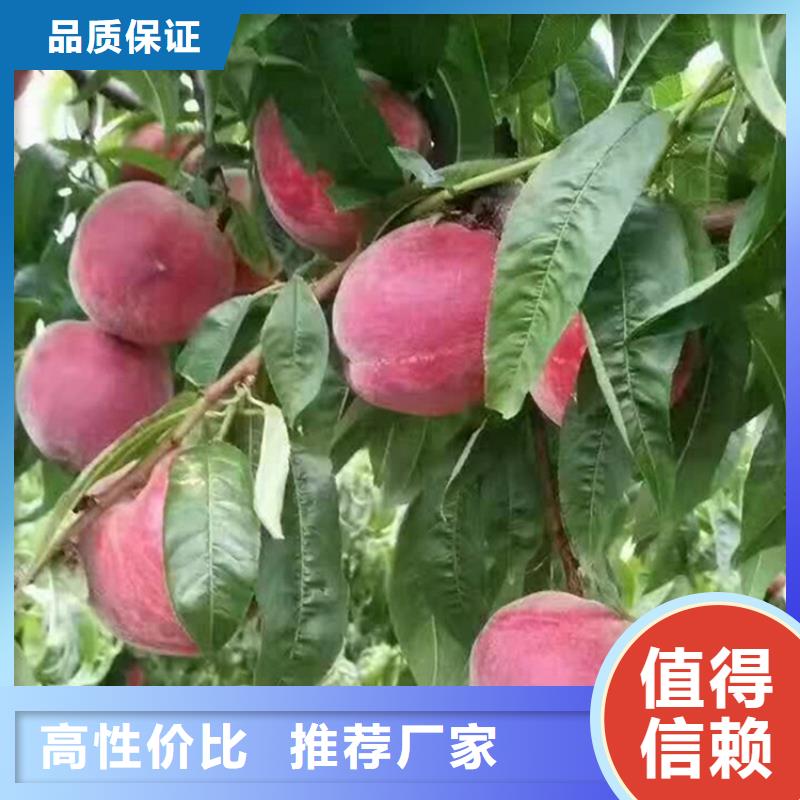 桃_【苹果苗】根据要求定制