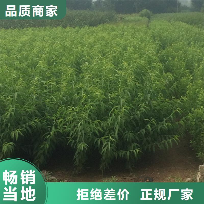 桃花椒苗正品保障