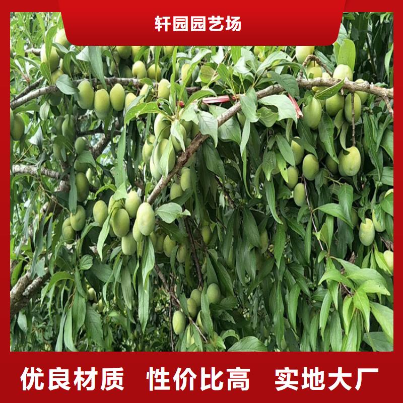 李子【石榴树苗】用好材做好产品