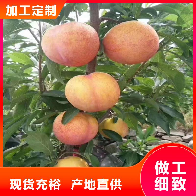 李子【石榴树苗】用好材做好产品