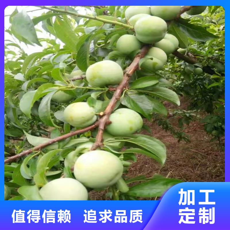 李子【石榴树苗】用好材做好产品