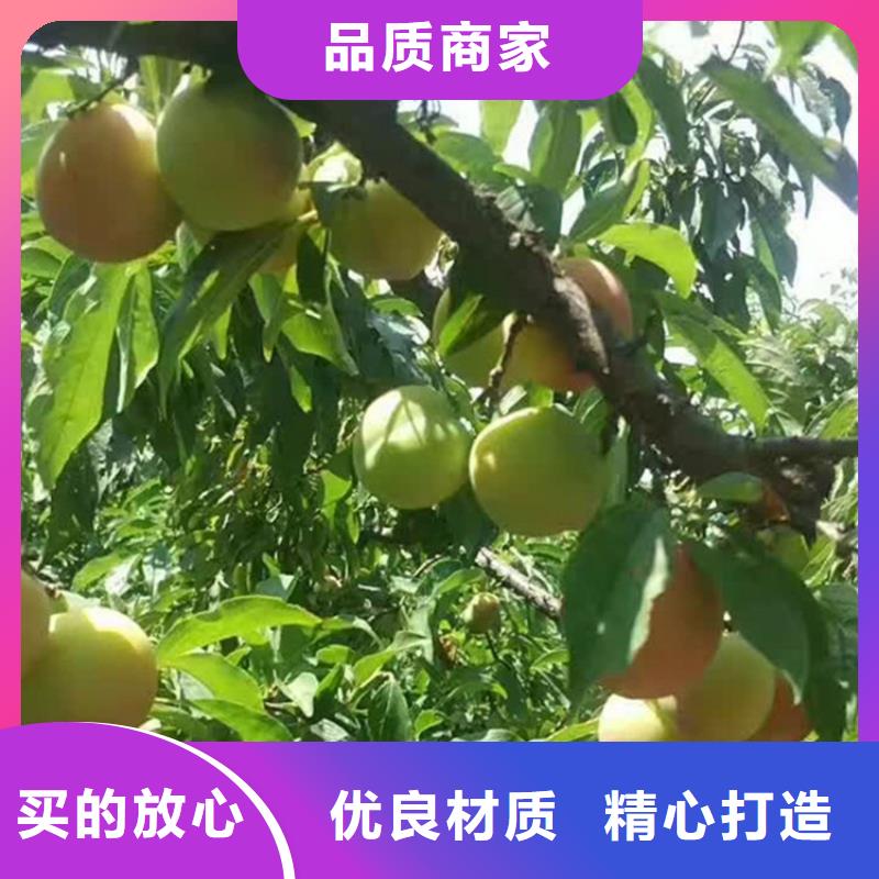 李子【石榴树苗】用好材做好产品