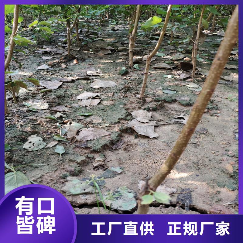 李子,【苹果苗】产地批发