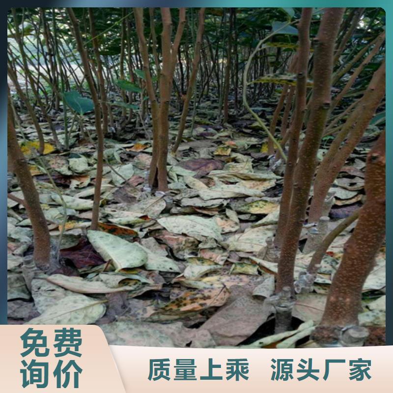 柿子梨树苗应用广泛