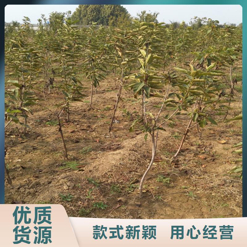 柿子苹果苗厂家直销大量现货