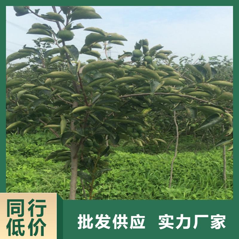 柿子苹果苗支持大批量采购