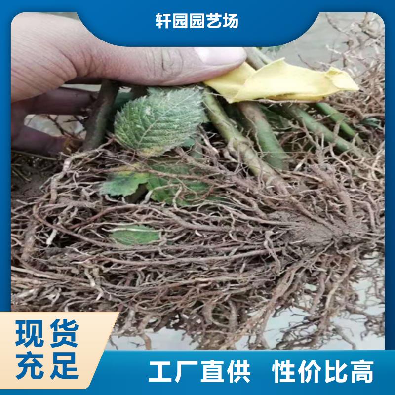 树莓李树苗价格透明