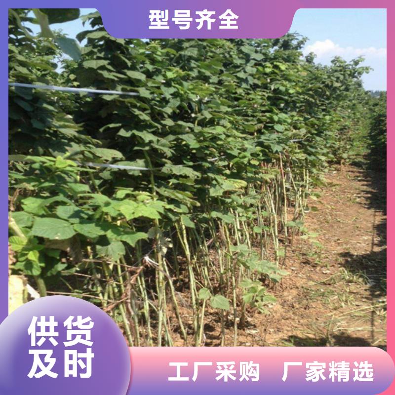 【树莓_苹果苗24小时下单发货】