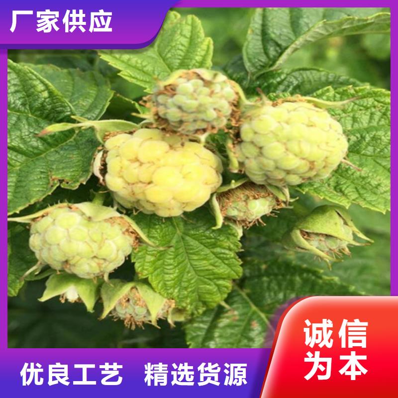 【树莓_苹果苗24小时下单发货】