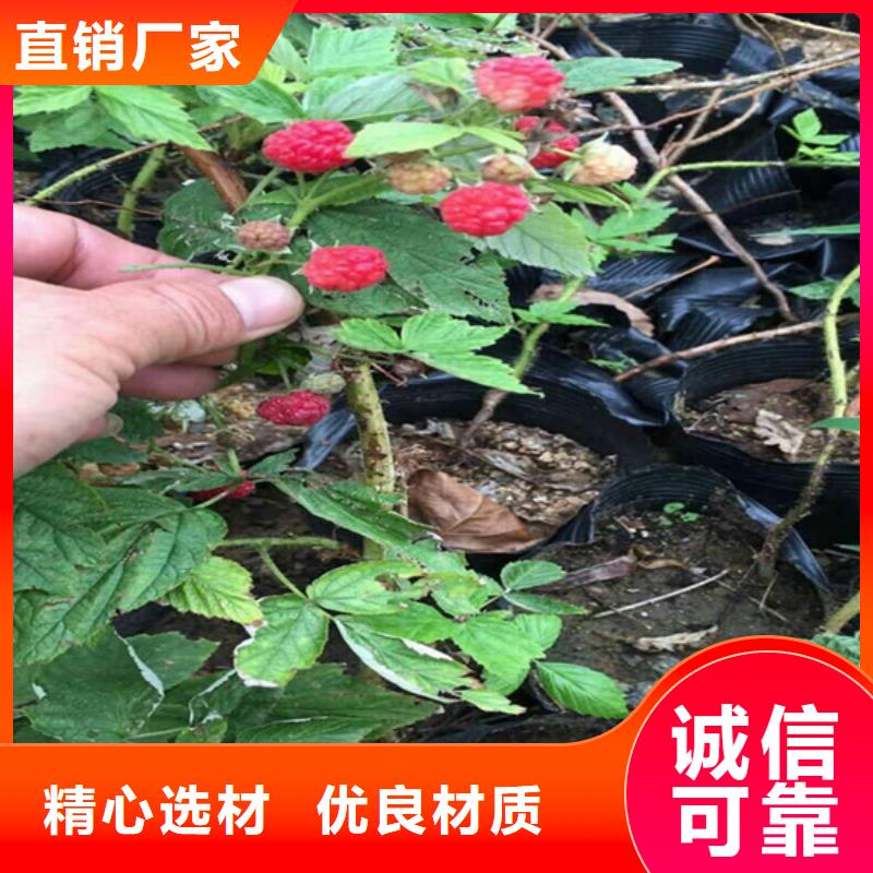 【树莓_苹果苗24小时下单发货】