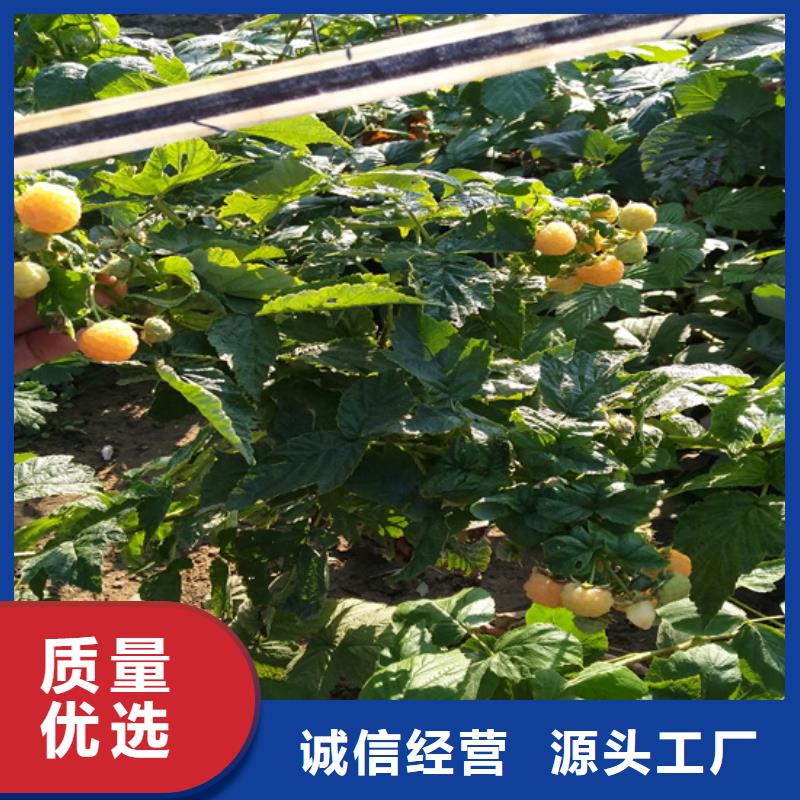 【树莓_苹果苗24小时下单发货】