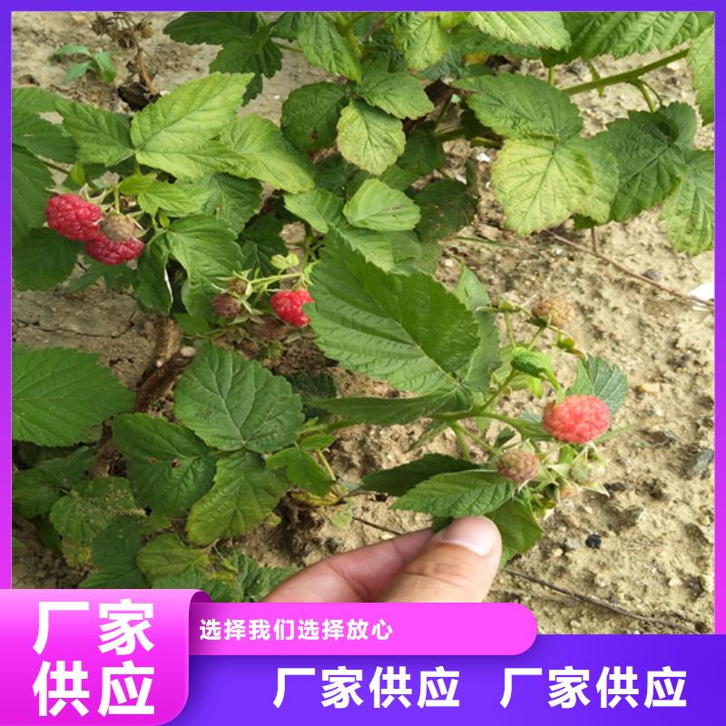 【树莓_苹果苗24小时下单发货】