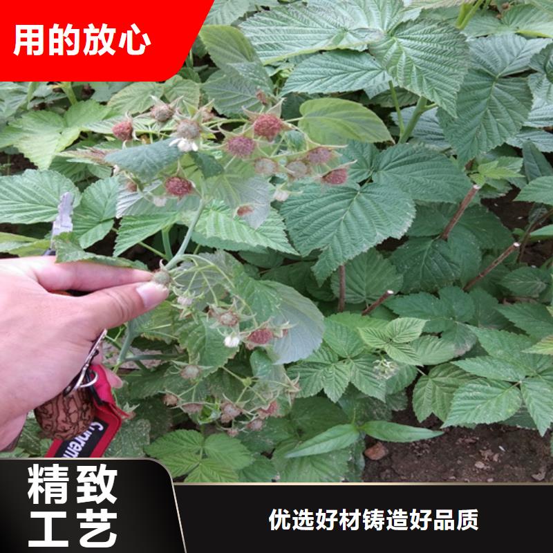 【树莓_苹果苗24小时下单发货】